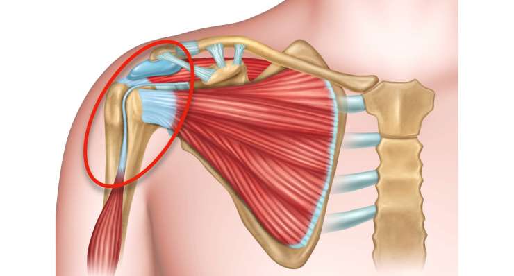 Verletzung der langen Bizepssehne. Behandlung in München durch Prof. Dr. med. Martetschläger